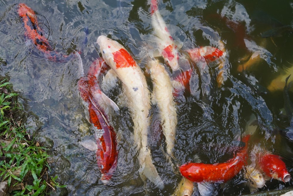 Thames Valley Khao Yai