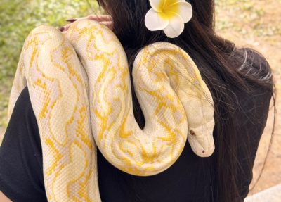 สวนสัตว์เขาใหญ่