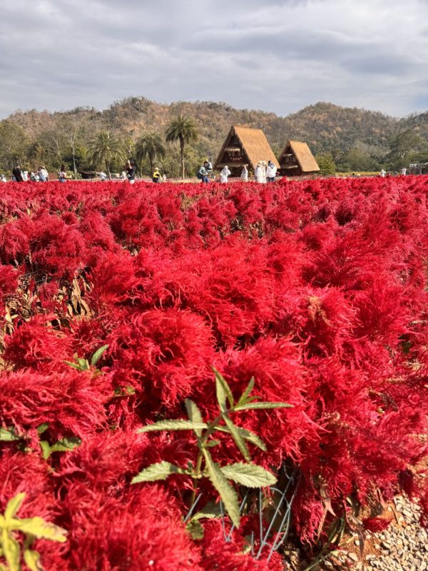 Hokkaido Flower Park Khaoyai
