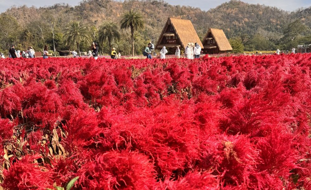 Hokkaido Flower Park Khaoyai